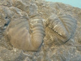 Trilobit